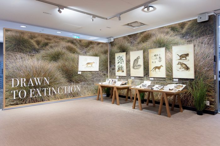 An gallery space with two walls covered in an image of grasslands. The wall to the left has the words "Drawn to Extinction" written in large white letters. The right wall contains four framed images. In front of the right wall is two display cases filled with books.