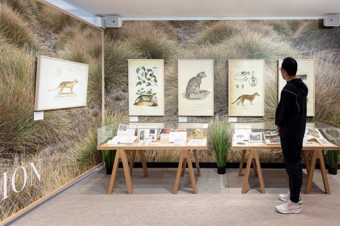 A person wearing black clothes stands in a gallery space looking at framed illustrations on the wall.