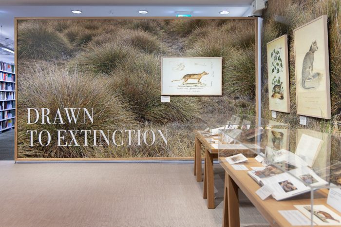 A gallery space with a wall covered in imagery of grasslands, with large letters in white reads "Drawn to Extinction". Above the words is a framed illustration of a dog-like figure with anatomical sketches of skulls. 