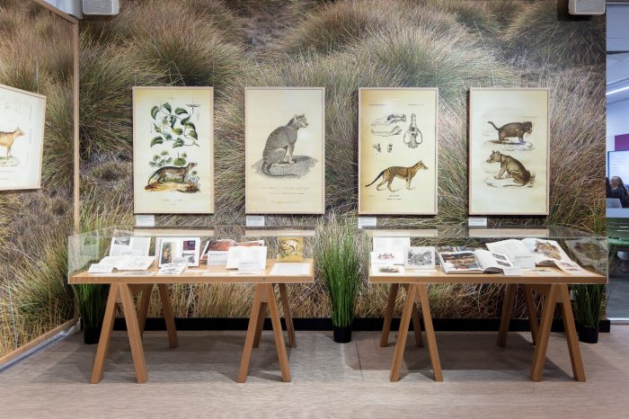 A view of a gallery showing two display cases full of books, and an arrangement of framed illustrations hanging on the wall behind them. The illustrations depict the dog-like Tasmanian Tiger in different poses and environments. 