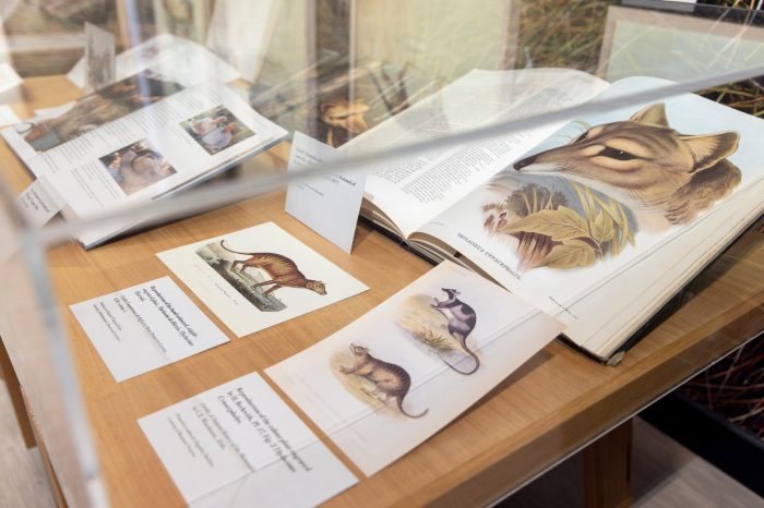 A glass display case containing books and illustrations depicting a dog-like animal in the wild. 