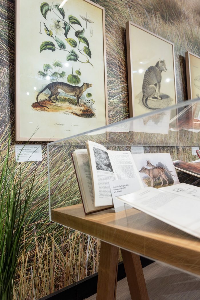 A glass display case filled with books and illustrations of a dog-like animal. Behind the display case is two framed illustrations hanging on the wall, showing illustrations of plants and a Tasmania Tiger. 