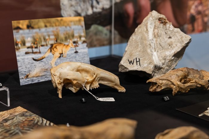 Revealing Riversleigh - installation view - display case 1 A view inside a glass display case showing a kangaroo skull and a block of limestone with a bone embedded within.