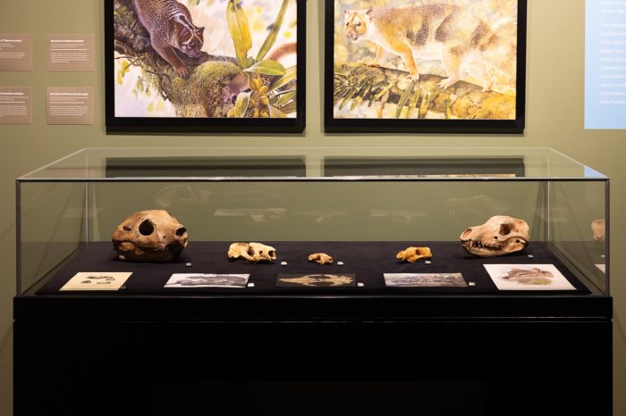 Revealing Riversleigh - installation view - display case 2 A view of a glass display case containing five skulls of various sizes.