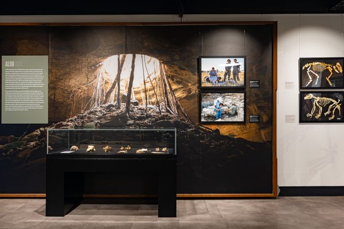 Revealing Riversleigh - installation view - Gallery 2 A gallery space with a display case containing several fossilised bones against a wall. The wall shows a large image of a dark cave with an opening at the top.