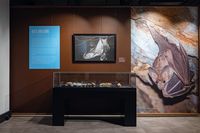 Revealing Riversleigh - installation view - Gallery 2 A gallery space with a display case containing fossilised bones against a wall. The wall is a earthy-brown colour, with a framed black and white illustration of a bat hanging upside down.