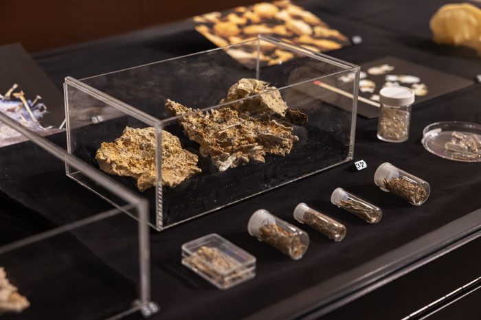 Revealing Riversleigh - installation view - display case 4 A view inside a glass display case of a range of tiny bat fossils contained with clear plastic containers.