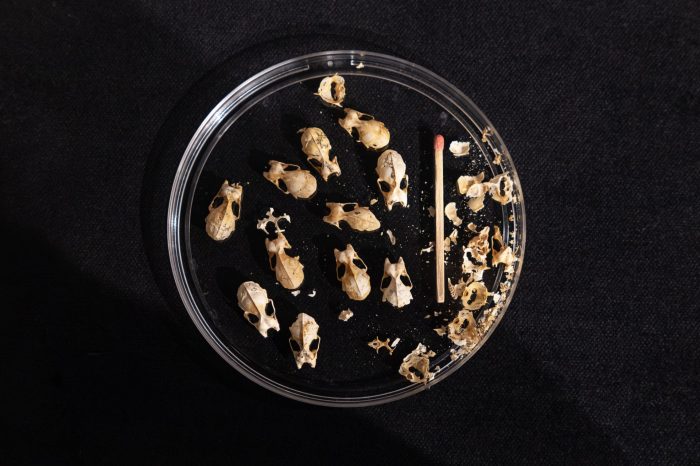 Revealing Riversleigh  - installation view - display case 4 A close-up view from above a petri dish showing a dozen tiny bat skulls, with a matchstick to reference the size.