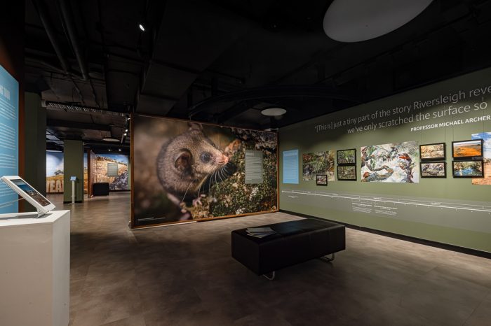Revealing Riversleigh - installation view - Gallery 3 A wide view of a gallery showing two adjacent walls. The wall on the left shows an enlarged image of pygmy-possum, the wall on the right is a dusty green colour with several framed images hanging.