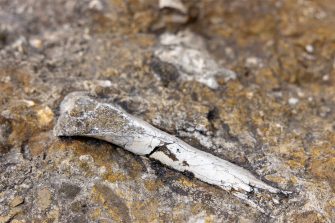 An ancient bone fragment protuding from the ground. Other bone fossils are visible.