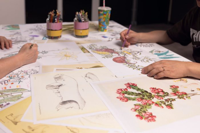 People are seated at a table, drawing and colouring botanical and anatomical illustrations. Scattered across the surface are coloured pencils in jars and various sketches of flowers and bones.