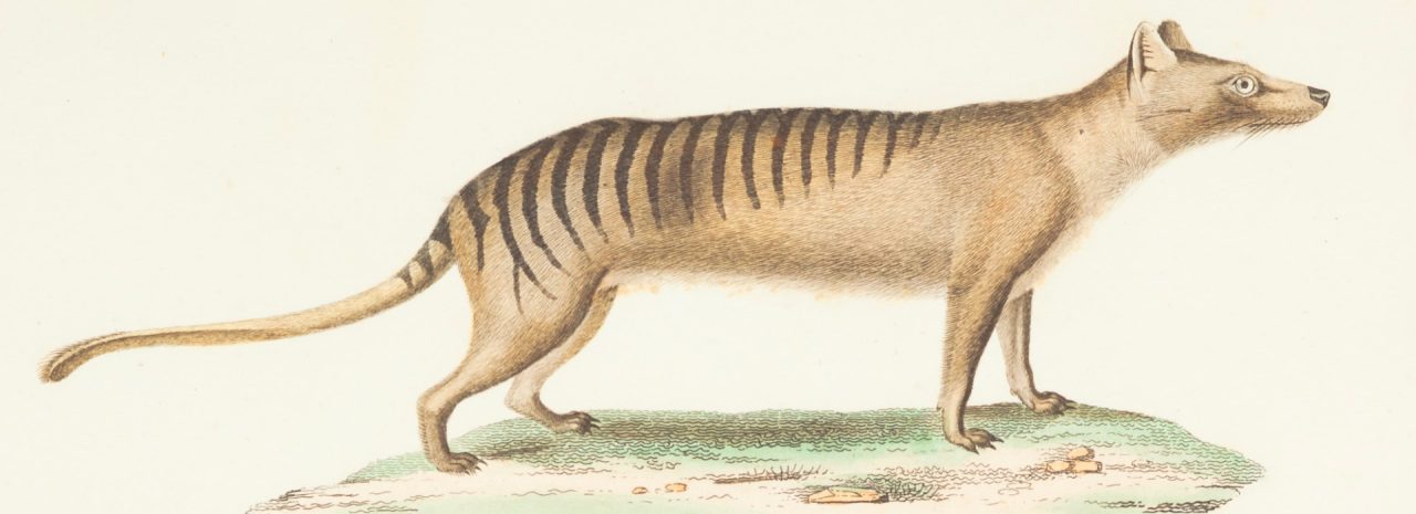 A colour illustration of a Tasmania tiger, a dog-like animal with a sandy-brown coat, and dark stripes on its back
