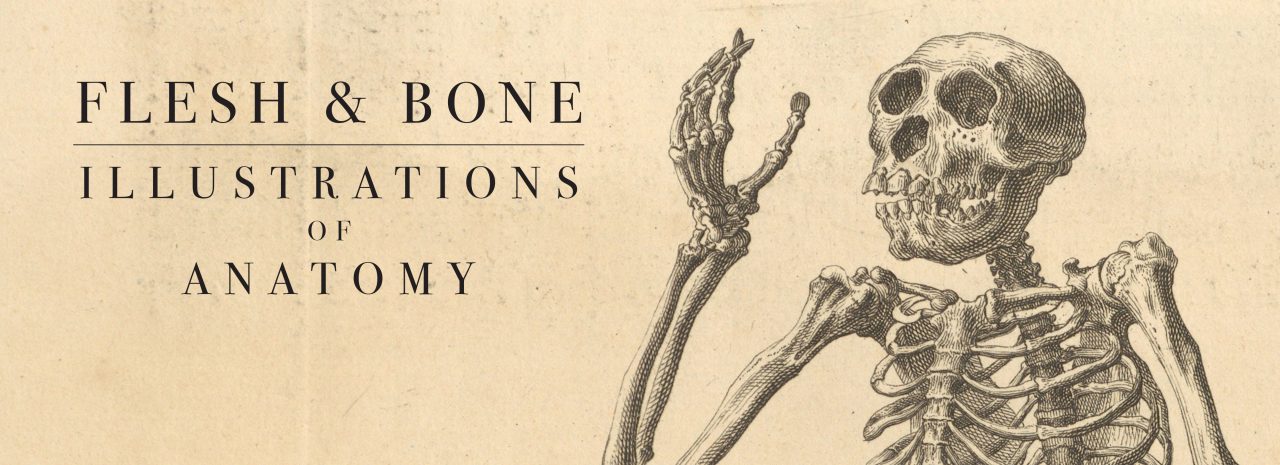 An illustration of a skeleton waving with its right hand. against a tan background.