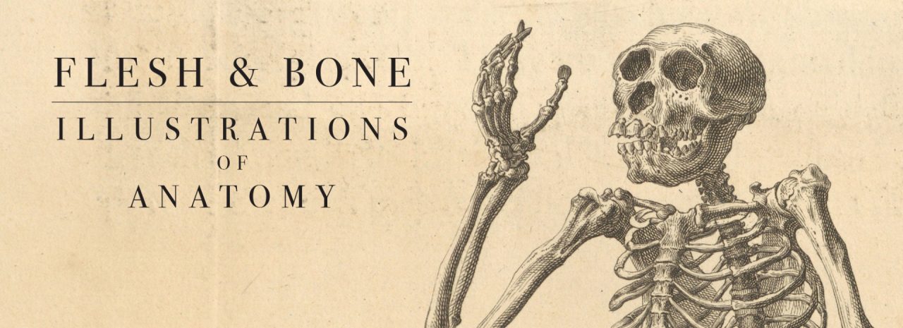 An illustration of a skeleton waving with its right hand. against a tan background.