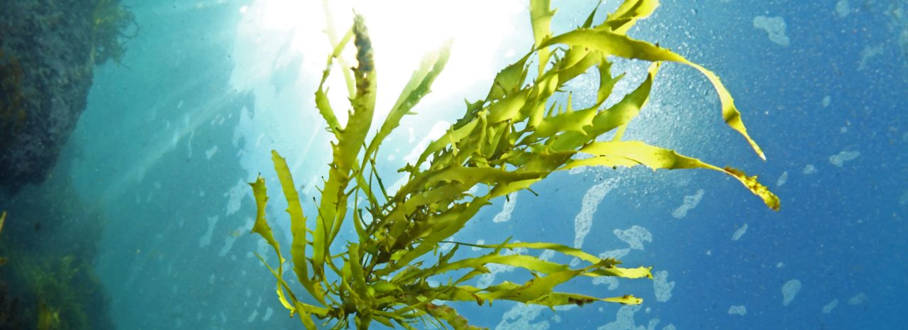An underwater photo. A bunch of seaweed floats through clear blue ocean water, with filtered sunlight in the background.