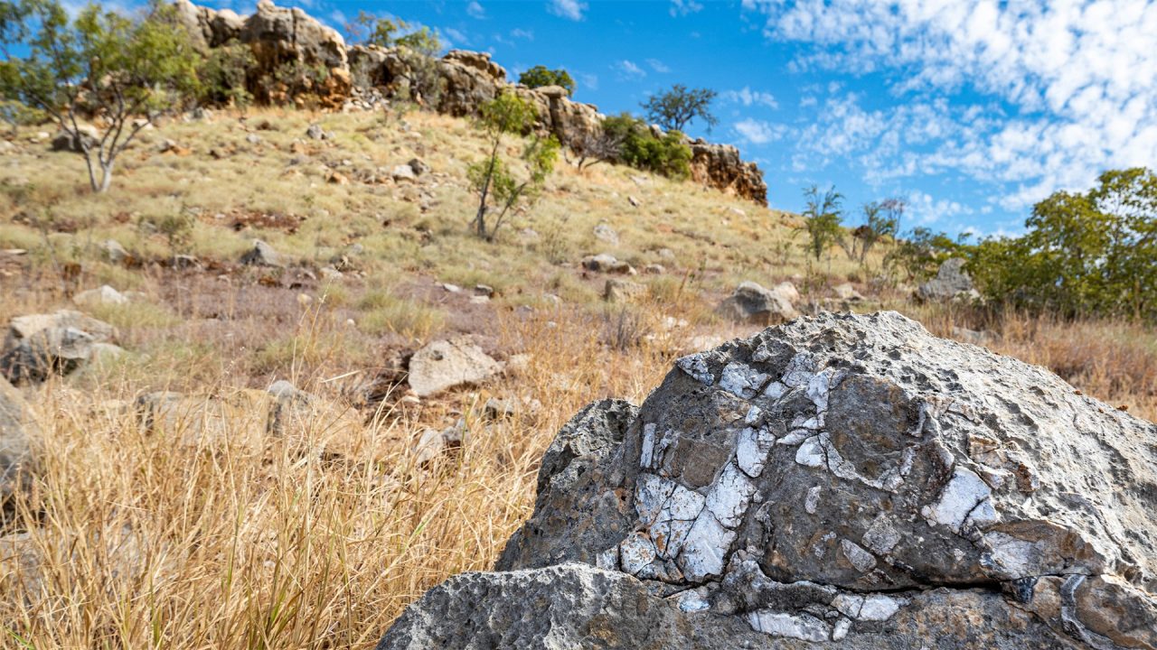 A limestone rock with visible white fossils emerging. In the background is a dry, hilly landscape. 
