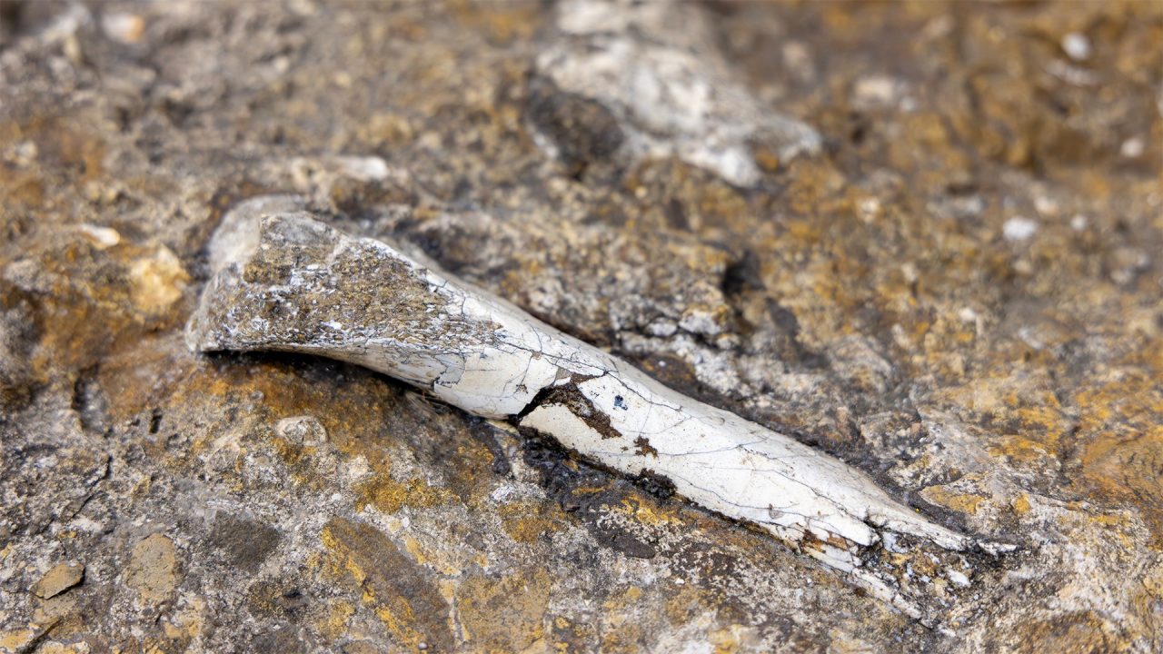An ancient bone fragment protuding from the ground. Other bone fossils are visible.
